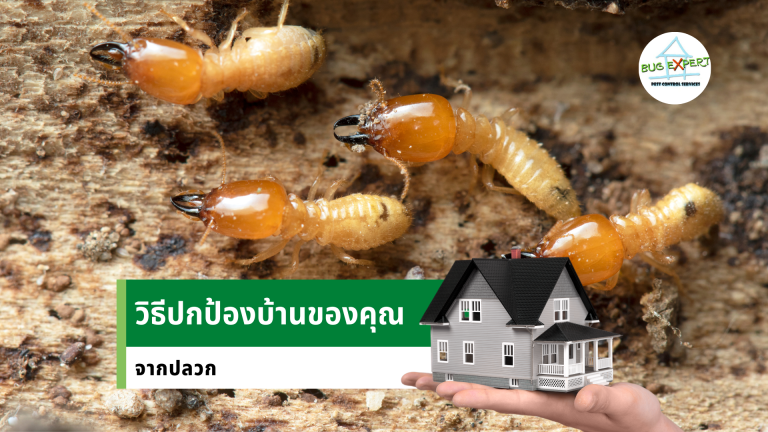 วิธีกำจัดแมลงภายในบ้าน (2)